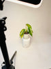 Philodendron ’Florida Beauty’ 6cm - kuva 5