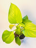Homalomena 'Lemon Lime' 10.5cm - kuva 3