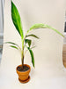 Musa ’Florida Variegata’ 12cm - kuva 5