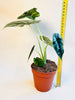 Alocasia 'Dragon Scale' 12cm - kuva 6