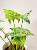 Syngonium ’Mottled’ 12cm - kuva 2