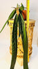 Anthurium wendlingeri 14cm - kuva 6