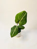 Philodendron 'El Choco Red' - kuva 2