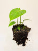 Anthurium veitchii 10.5cm - kuva 4