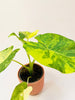 Alocasia macrorrhizos 'Aurea Variegata' 6cm - kuva 4