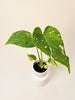 Monstera Thai Constellation 6cm - kuva 2