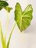 Alocasia micholitziana 'Frydek' 12cm - kuva 5