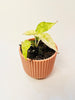 Alocasia 'Polly Yellow Variegata' - kuva 1