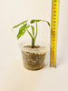 Alocasia Okinawa Silver Variegata 9cm #1 - kuva 7