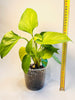 Homalomena 'Lemon Lime' 10.5cm - kuva 6