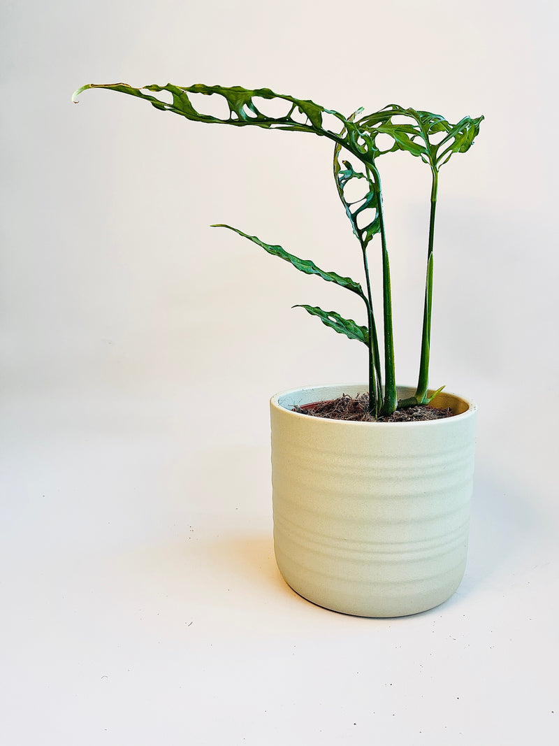 Monstera obliqua 'Peru' 12cm pääkuva