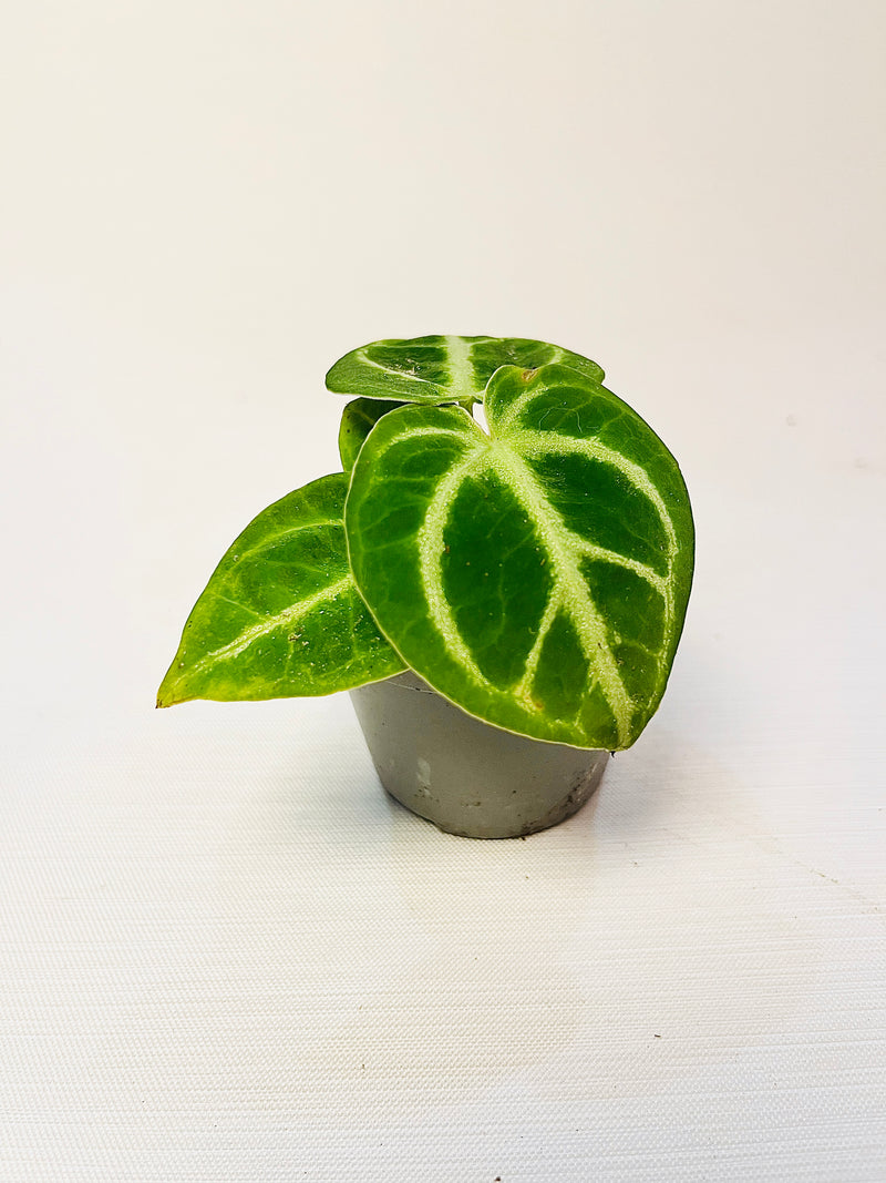 Anthurium crystallinum ’Dorayaki’ 6cm pääkuva