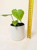 Anthurium veitchii 10.5cm - kuva 7