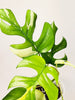 Rhaphidophora tetrasperma 'Variegata' 12cm - kuva 2