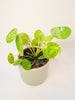 Pilea peperomioides 'Mojito' 13cm - kuva 3