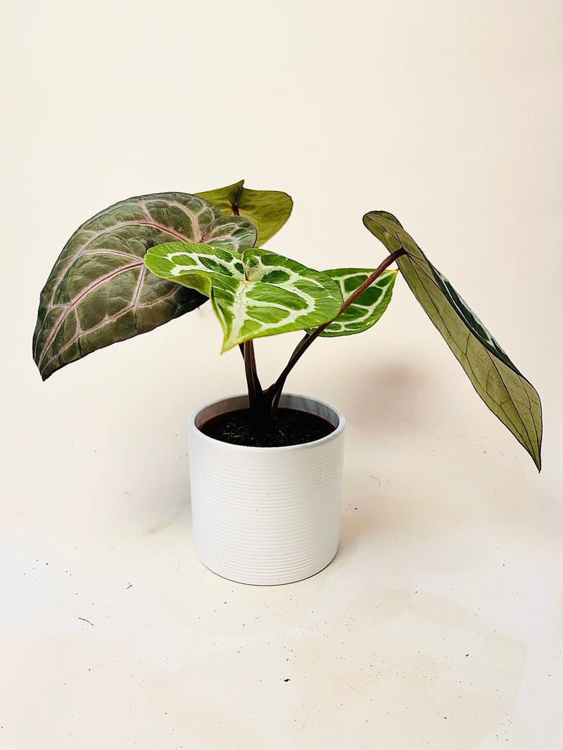 Anthurium 'Docblock Michelle' 10.5cm (#1) pääkuva