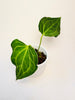 Anthurium ’Delta Force’ 9cm #1 - kuva 3