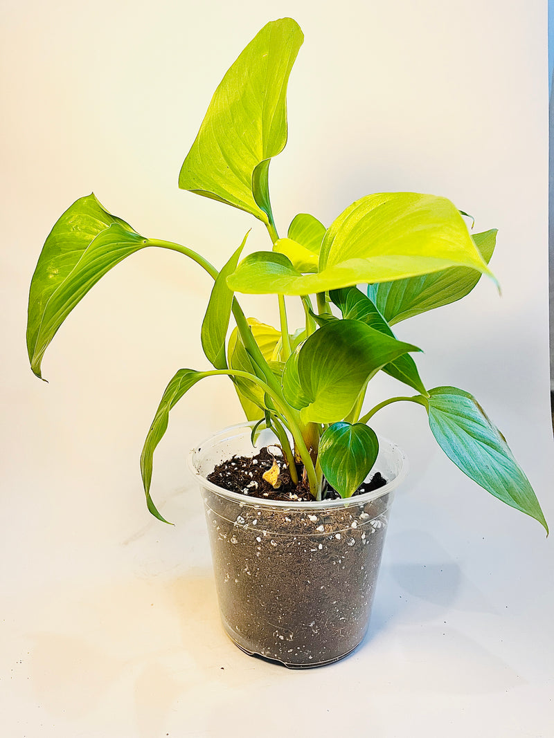 Homalomena 'Lemon Lime' 10.5cm pääkuva