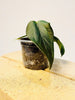 Anthurium 'Queen of Hearts' 6cm - kuva 1