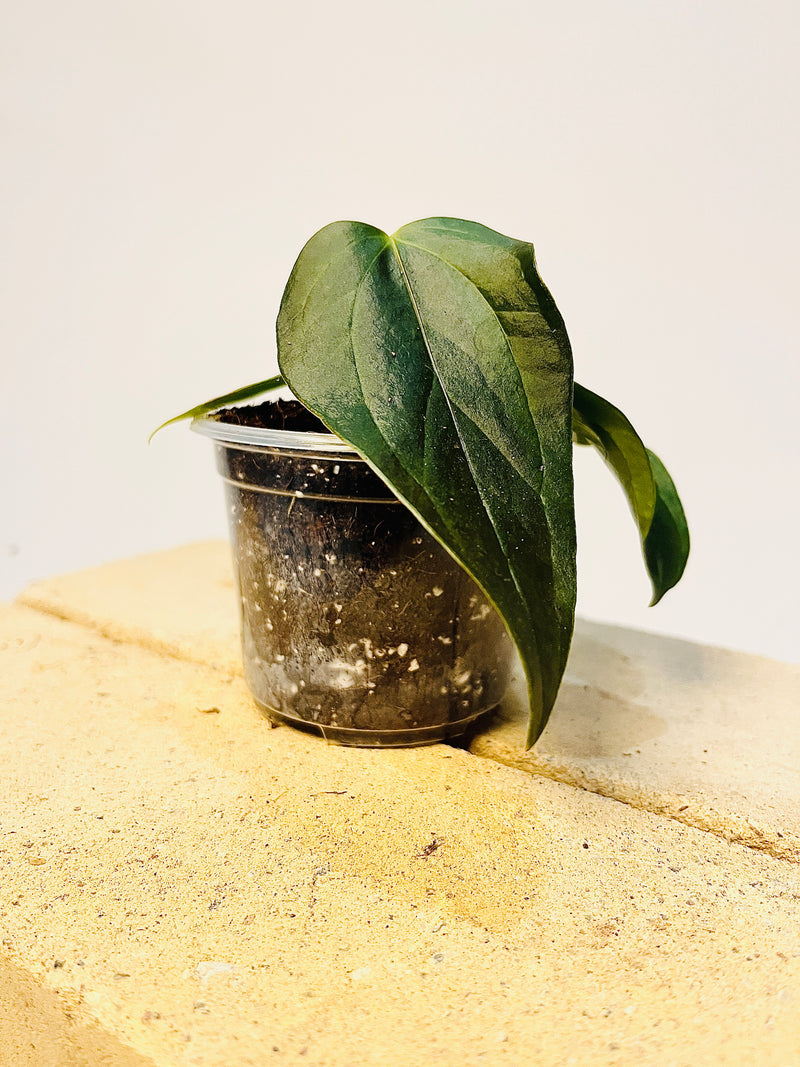 Anthurium 'Queen of Hearts' 6cm pääkuva