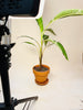Musa ’Florida Variegata’ 12cm - kuva 6