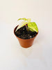 Alocasia 'Polly Yellow Variegata' - kuva 3