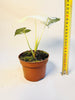 Alocasia micholitziana 'Frydek Variegata' 10.5cm - kuva 6
