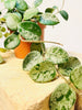 Hoya 'Mathilde Splash' 9cm - kuva 3