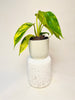 Philodendron ’Florida Beauty’ 6cm - kuva 1