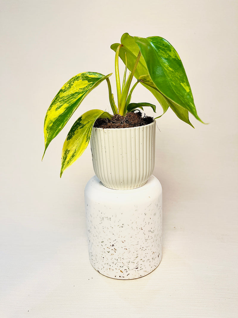 Philodendron ’Florida Beauty’ 6cm pääkuva