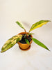 Philodendron 'Caramel Marble' 10.5cm - kuva 1