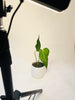 Anthurium ’Delta Force’ 9cm #2 - kuva 5