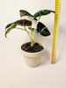 Alocasia 'Black Velvet' 12cm - kuva 6
