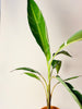 Musa ’Florida Variegata’ 12cm - kuva 4
