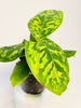 Homalomena wallisii ’Camouflage’ 6cm - kuva 2