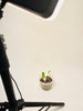 Alocasia Okinawa Silver Variegata 7.5cm #2 - kuva 4