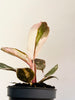 Philodendron ’Pink Princess Marble’ 6cm - kuva 6