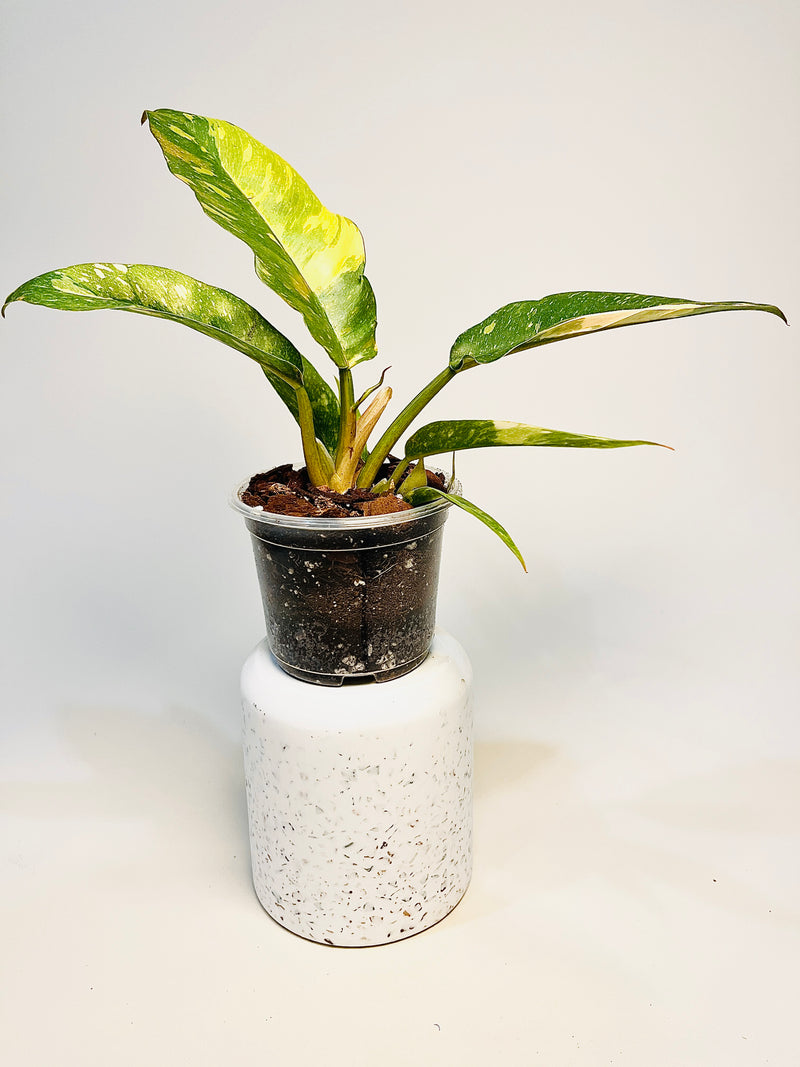Philodendron 'Ring of Fire' 6cm pääkuva
