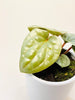 Anthurium luxurians 10.5cm - kuva 2