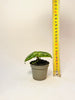 Anthurium crystallinum ’Dorayaki’ 6cm - kuva 5