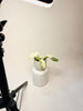 Philodendron ’Jose Buono’ 6cm - kuva 4