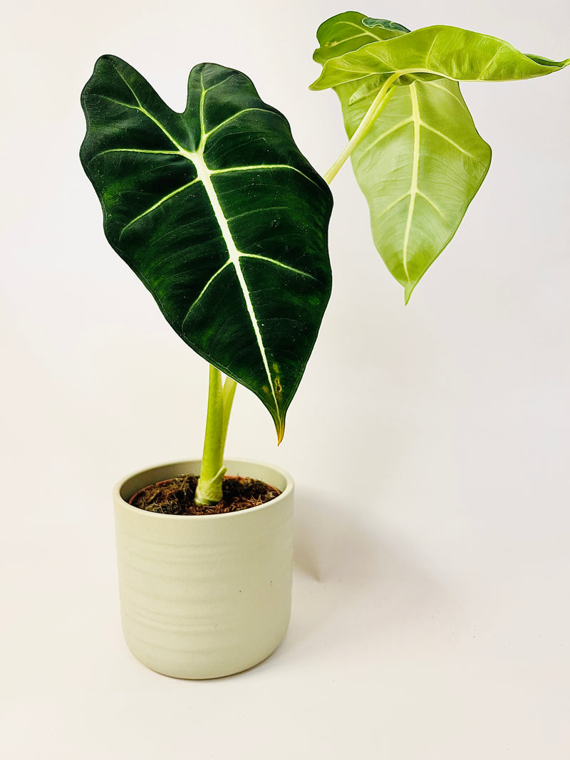 Alocasia micholitziana 'Frydek' 12cm pääkuva