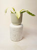 Philodendron ’Jose Buono’ 6cm - kuva 3