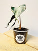 Alocasia Venom 8cm #1 - kuva 1