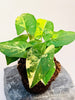 Syngonium Aurea 10.5cm - kuva 2