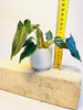 Philodendron verrucosum - kuva 6