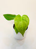 Anthurium veitchii 10.5cm - kuva 3