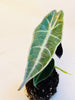 Alocasia Longiloba 'Purple' 10,5cm (II-laatu) - kuva 2