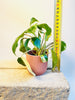 Philodendron burle-marxii 'Variegata' 6cm - kuva 6