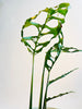 Monstera obliqua 'Peru' 12cm - kuva 4